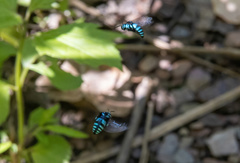 Thyreus nitidulus nitidulus