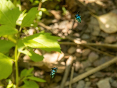 Thyreus nitidulus nitidulus