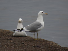 Larus canus