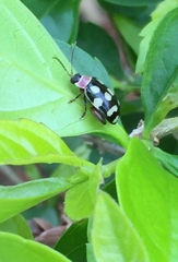 Alagoasa bipunctata