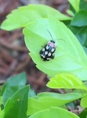 Alagoasa bipunctata