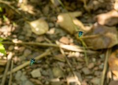 Thyreus nitidulus nitidulus