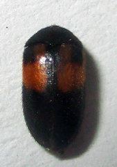 Attagenus rufiventris