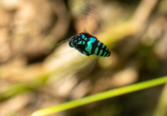 Thyreus nitidulus nitidulus