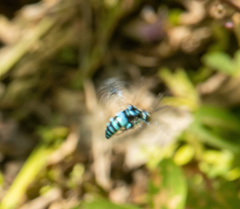 Thyreus nitidulus nitidulus