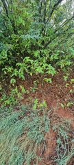 Acalypha pubiflora