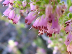 Erica nudiflora