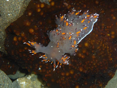 Dendronotus iris