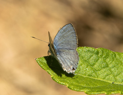 Catochrysops