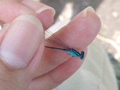 Pseudagrion nigrofasciatum