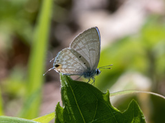 Catochrysops