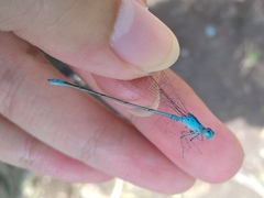 Pseudagrion nigrofasciatum