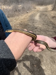 Thamnophis sirtalis