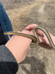 Thamnophis sirtalis