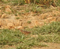 Mirafra assamica