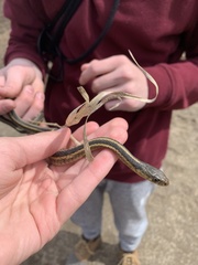 Thamnophis sirtalis