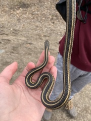 Thamnophis sirtalis