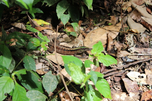Kentropyx pelviceps