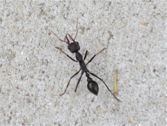 Myrmecia pyriformis