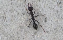 Myrmecia pyriformis