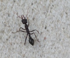 Myrmecia pyriformis