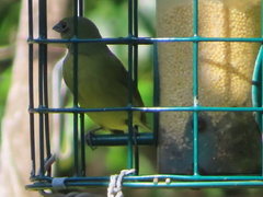 Passerina ciris image
