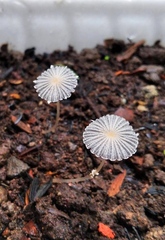 Coprinopsis ephemeroides