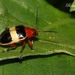 Escarabajos de Cobre - Photo (c) Roberto Guller, algunos derechos reservados (CC BY-NC-ND), subido por Roberto Guller