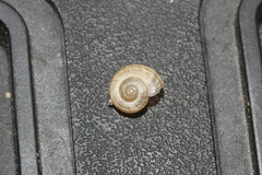 Praticolella mexicana