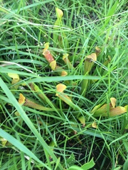 Sarracenia rubra