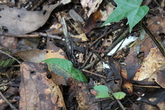 Hamptophryne boliviana