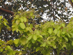 Shorea robusta