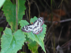 Pterothysanus laticilia