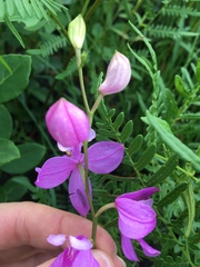 Calopogon tuberosus tuberosus