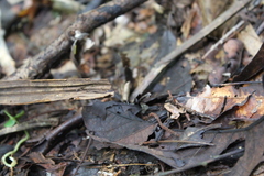 Hamptophryne boliviana