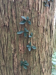 Tetrastigma obtectum glabrum