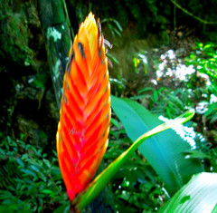Heliconia episcopalis