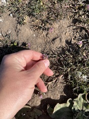 Trifolium willdenovii