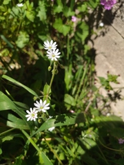 Stellaria cupaniana