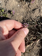 Trifolium willdenovii