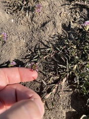 Trifolium willdenovii