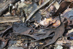 Hamptophryne boliviana