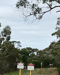 Dacelo novaeguineae novaeguineae