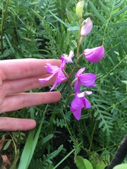 Calopogon tuberosus tuberosus