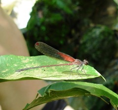 Hetaerina rosea