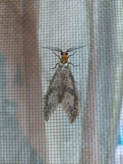 Neochauliodes formosanus
