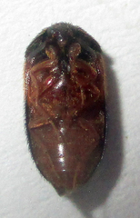 Attagenus rufiventris