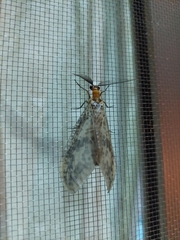 Neochauliodes formosanus