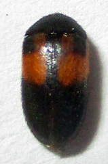 Attagenus rufiventris