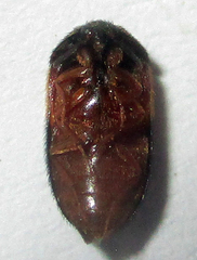 Attagenus rufiventris